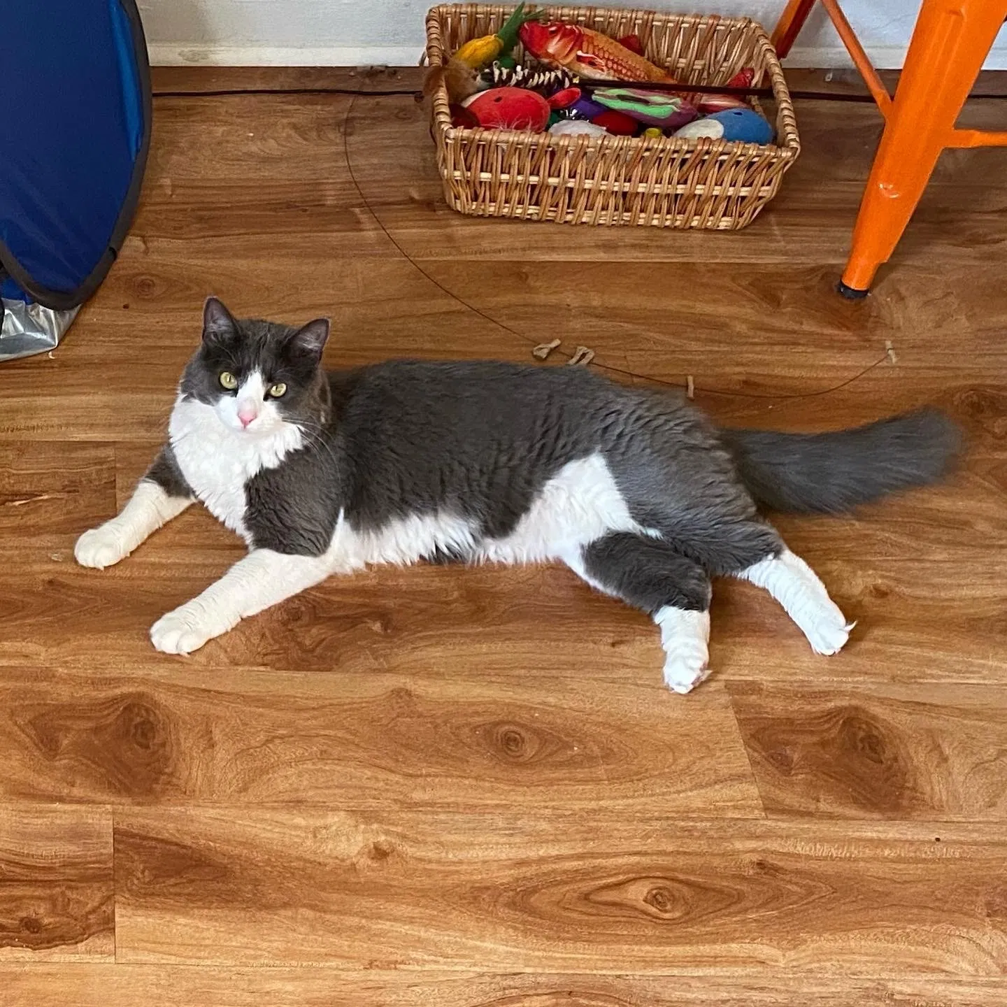 Lost cat in Richmond, CA, 94801
