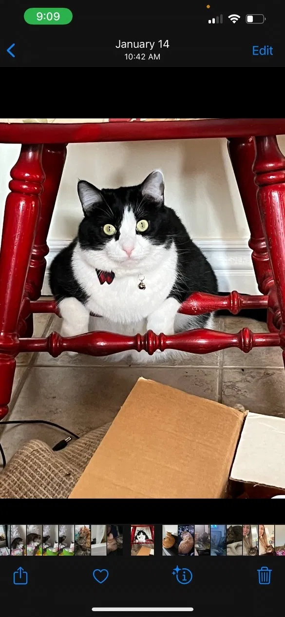 Lost cat in Layton, UT, 84041