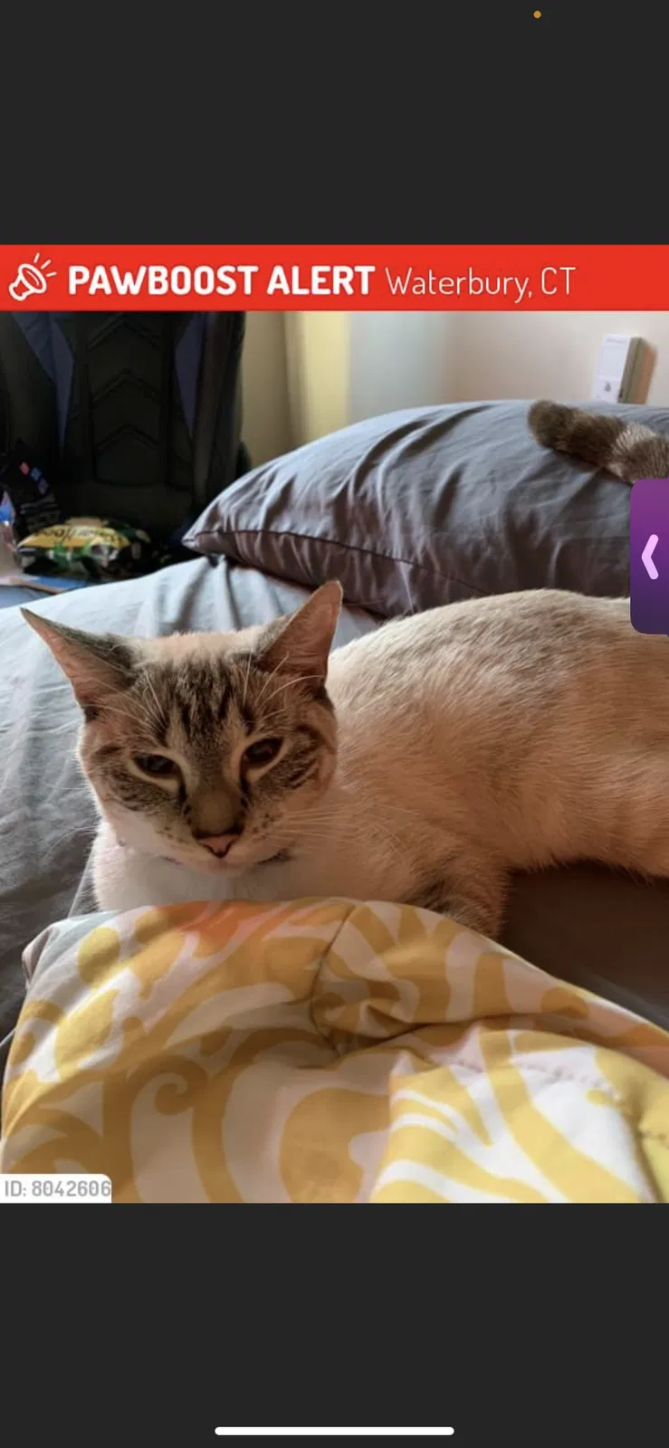 Lost cat in Waterbury, CT, 6702