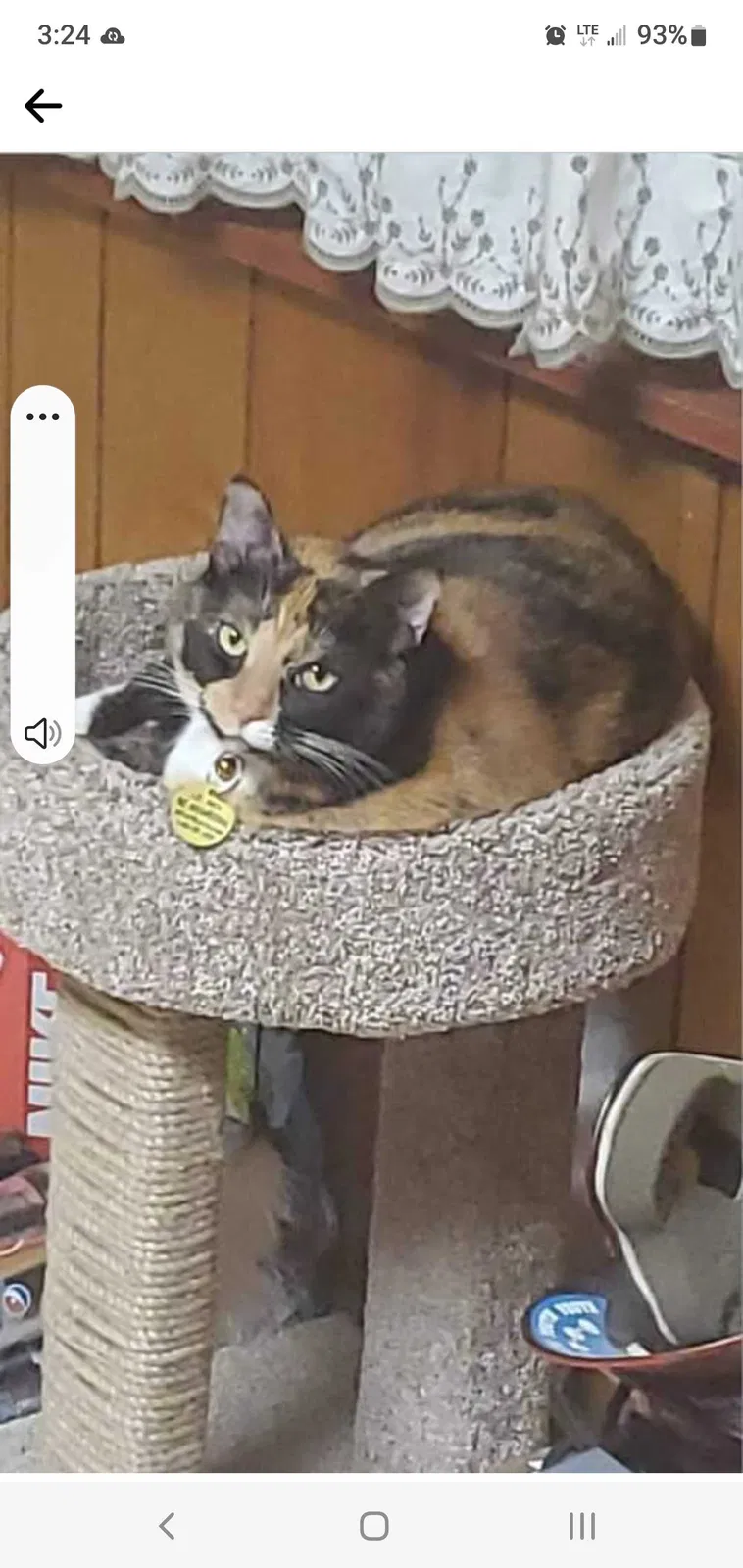 Lost cat in Cincinnati, OH, 45216