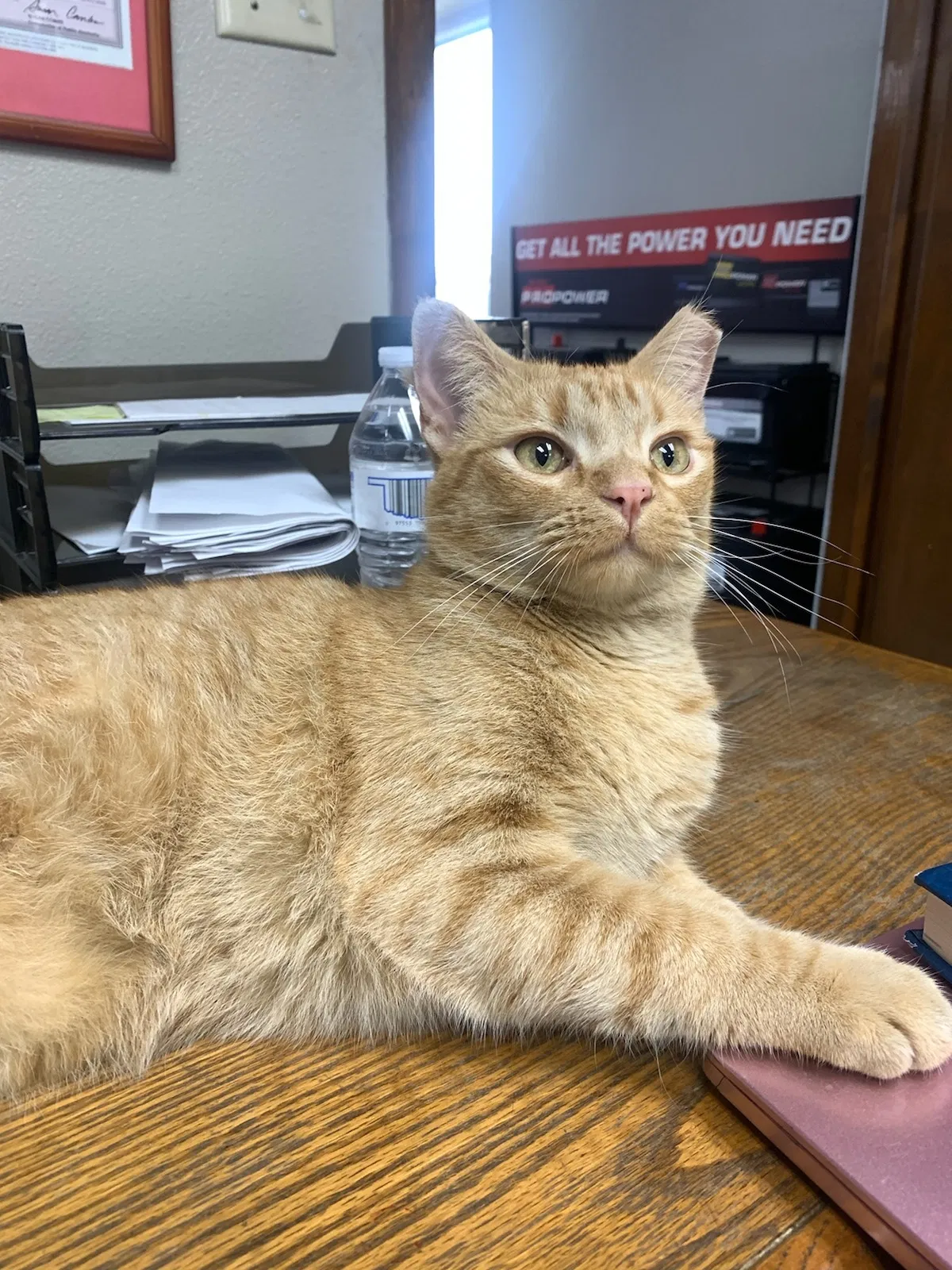Lost cat in Lewisville, TX, 75067
