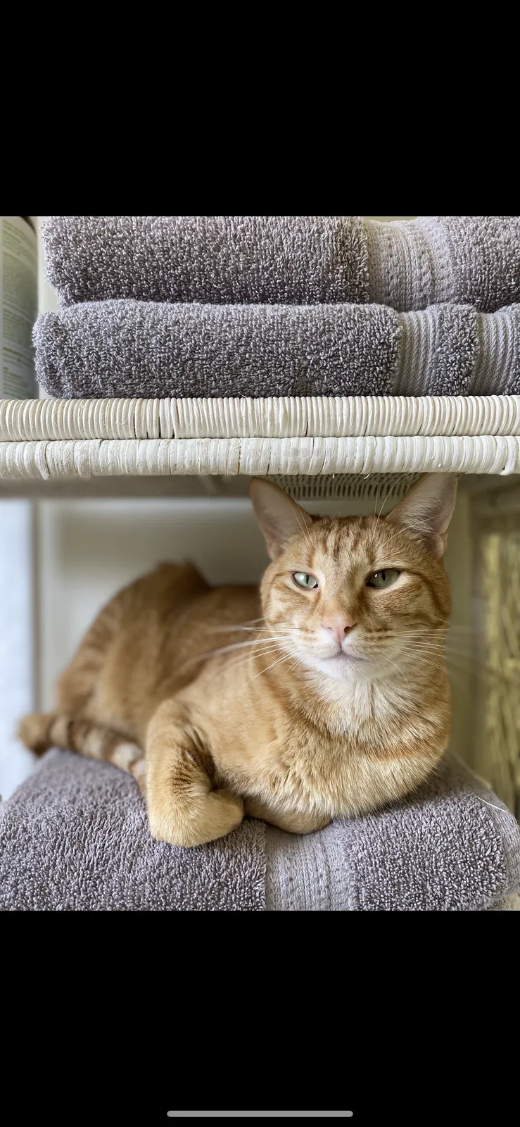 Lost cat in Snohomish, WA, 98290