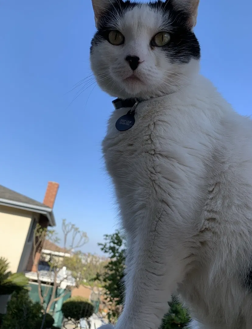 Lost cat in San Pedro, CA, 90732
