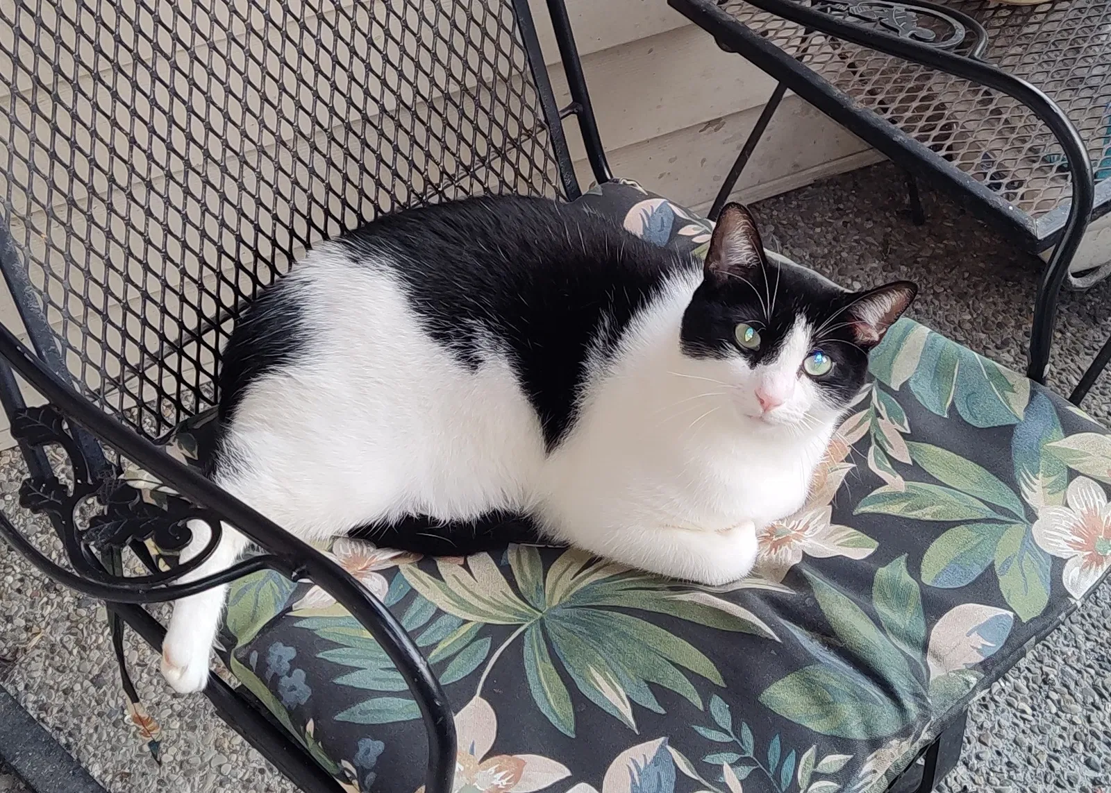 Lost cat in Lexington, KY, 40515