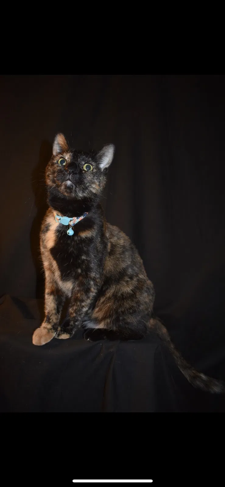 Lost cat in Dayton, OH, 45419