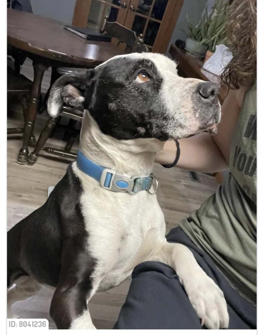 Lost dog in Burwell, NE, 68823