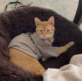 Lost cat in Holland, MI, 49424