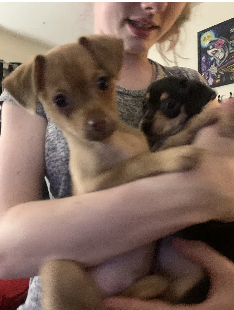 Lost dog in El Sobrante, CA, 94803