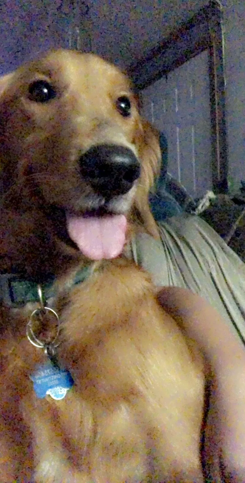 Lost dog in Homer, LA, 71040