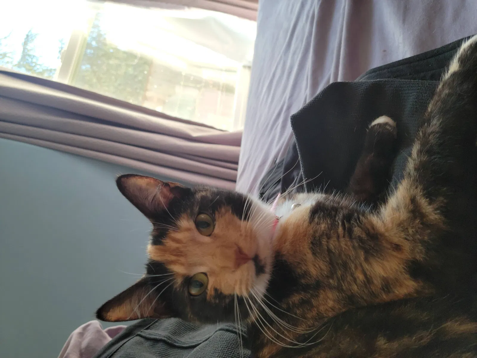 Lost cat in Forest Grove, OR, 97116