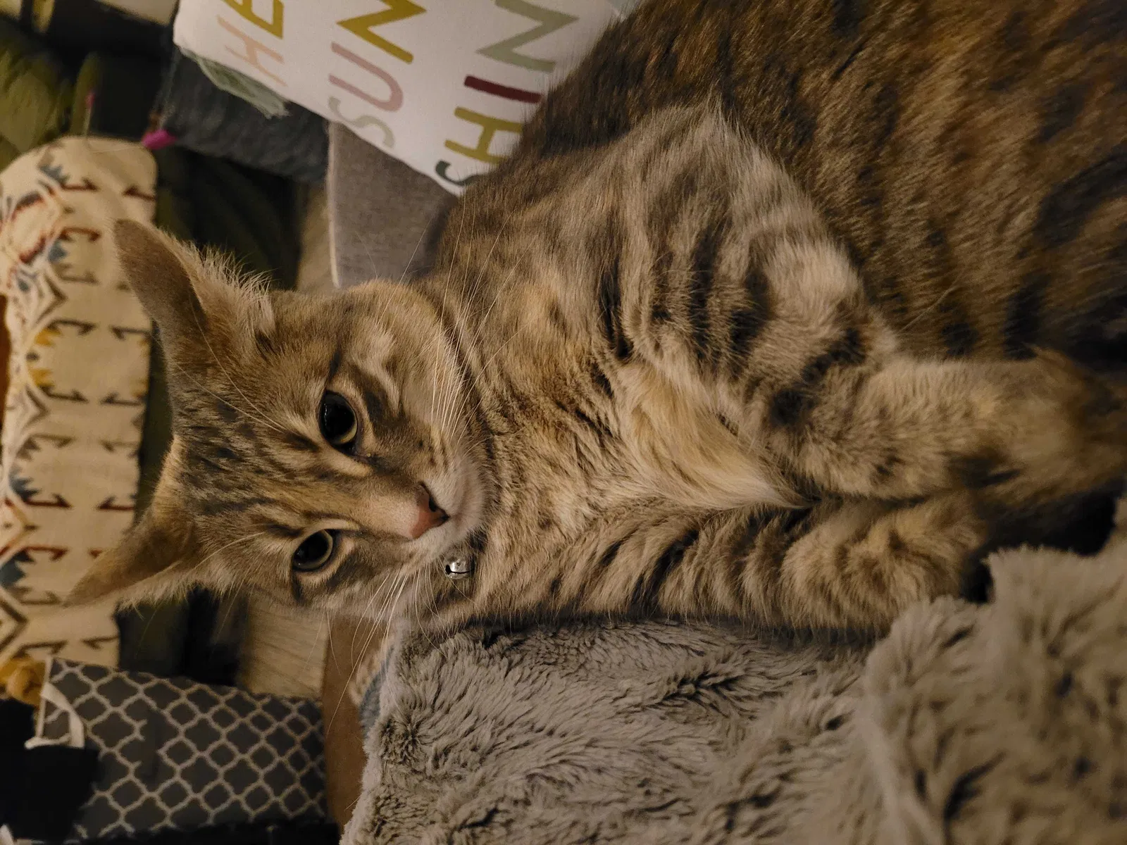 Lost cat in Chimacum, WA, 98325