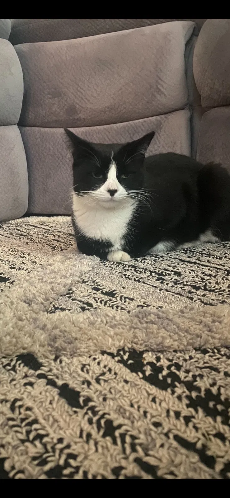 Lost cat in Grove City, OH, 43123