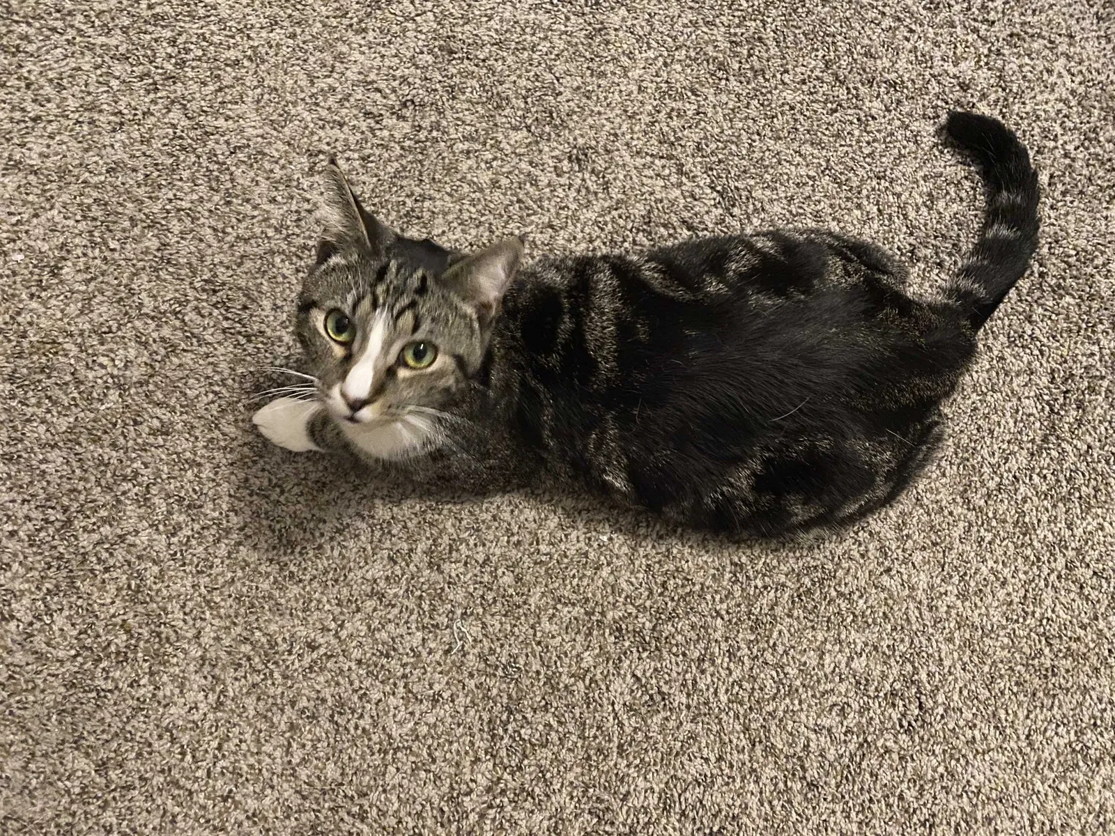 Lost cat in Saint Petersburg, FL, 33713