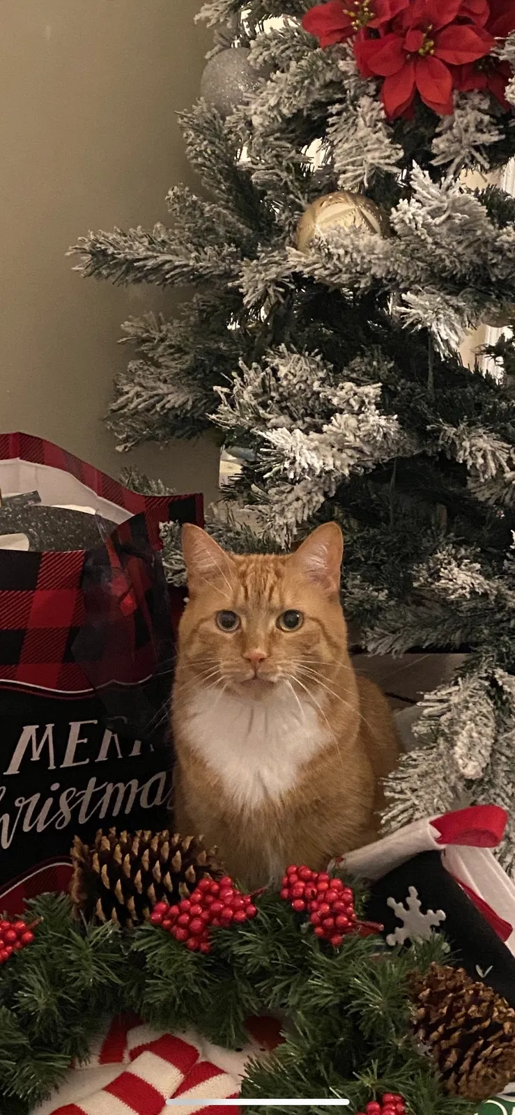 Lost cat in Dearborn Heights, MI, 48127