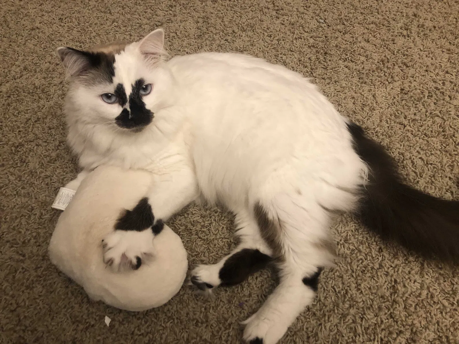 Lost cat in Moreno Valley, CA, 92553