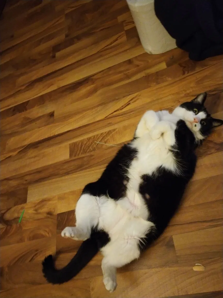 Lost cat in Saint Paul, MN, 55104