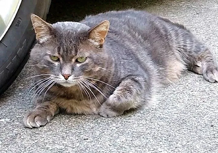 Lost cat in Hemlock, MI, 48626