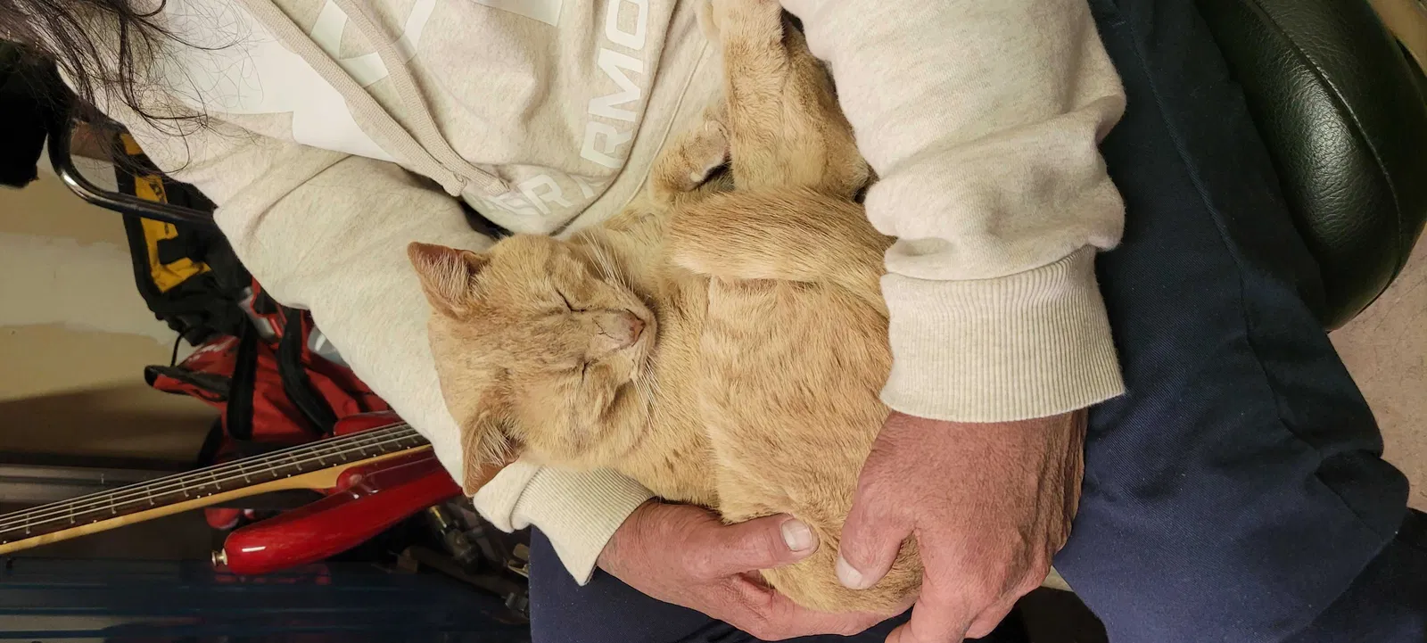 Lost cat in Lancaster, CA, 93535