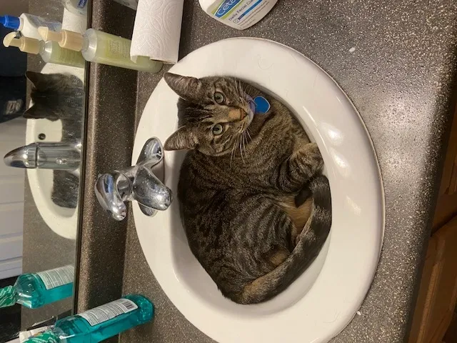 Lost cat in Albuquerque, NM, 87114