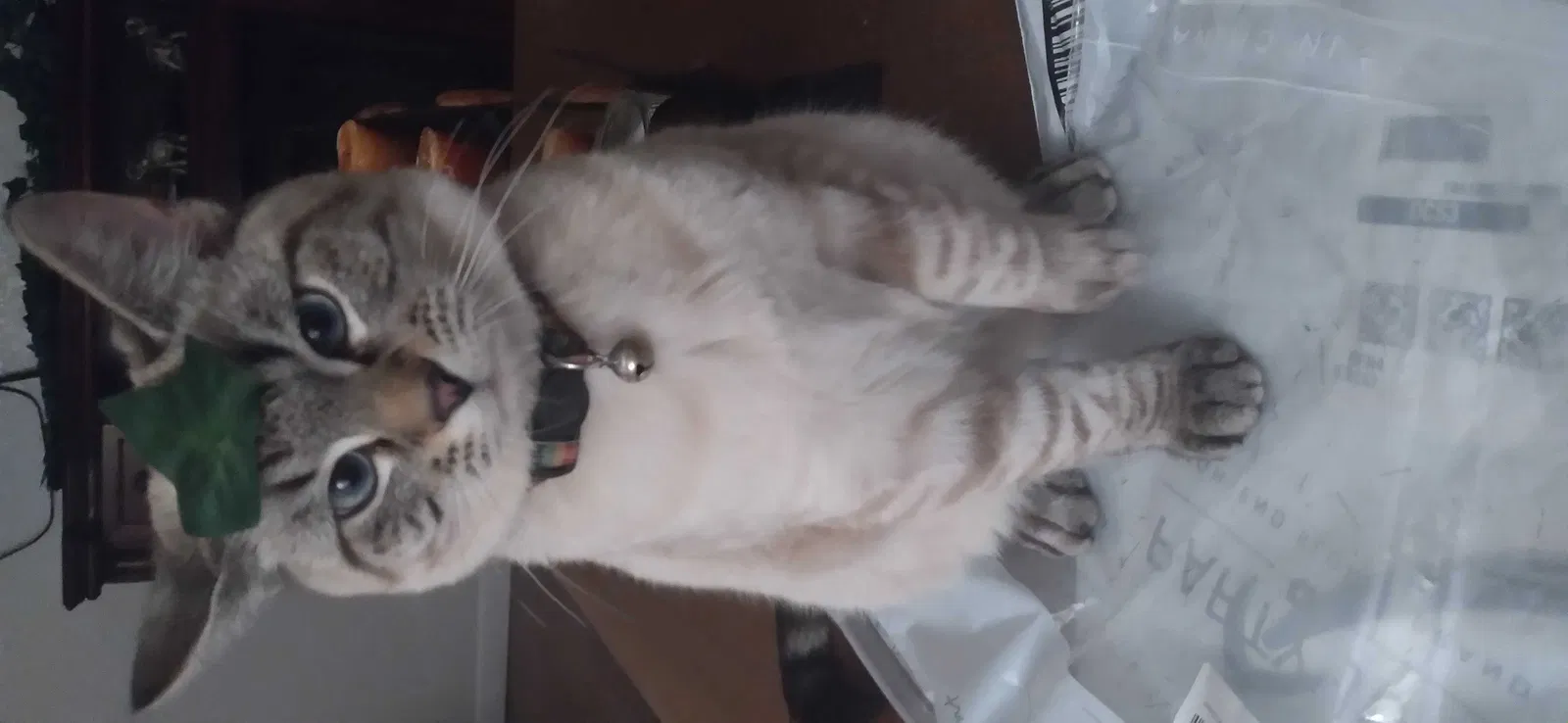 Lost cat in Colorado Springs, CO, 80910