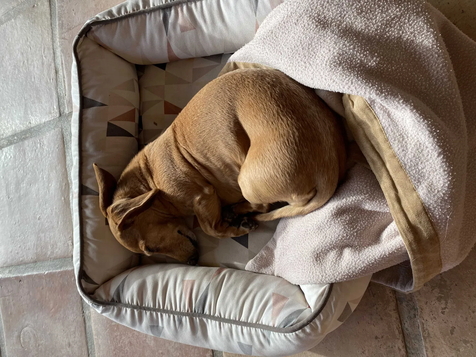 Lost dog in Conrad, MT, 59425