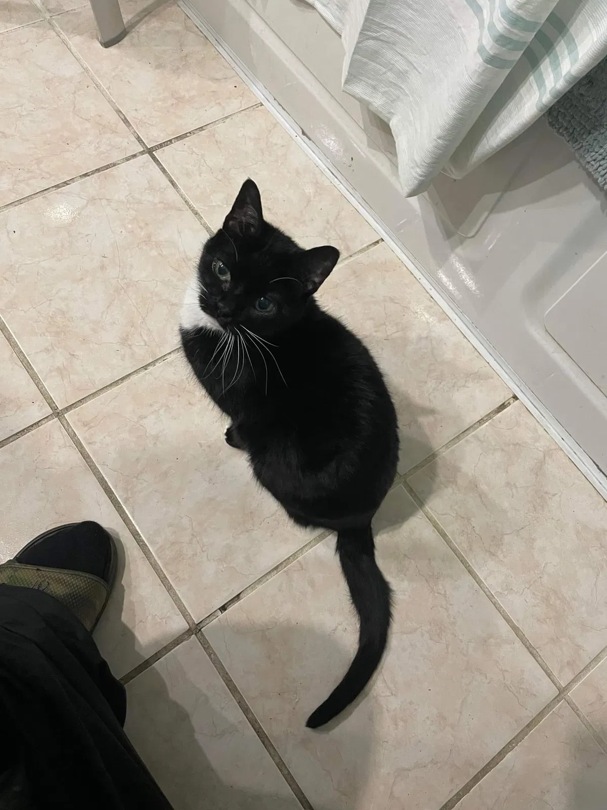 Lost cat in Middletown, NY, 10941