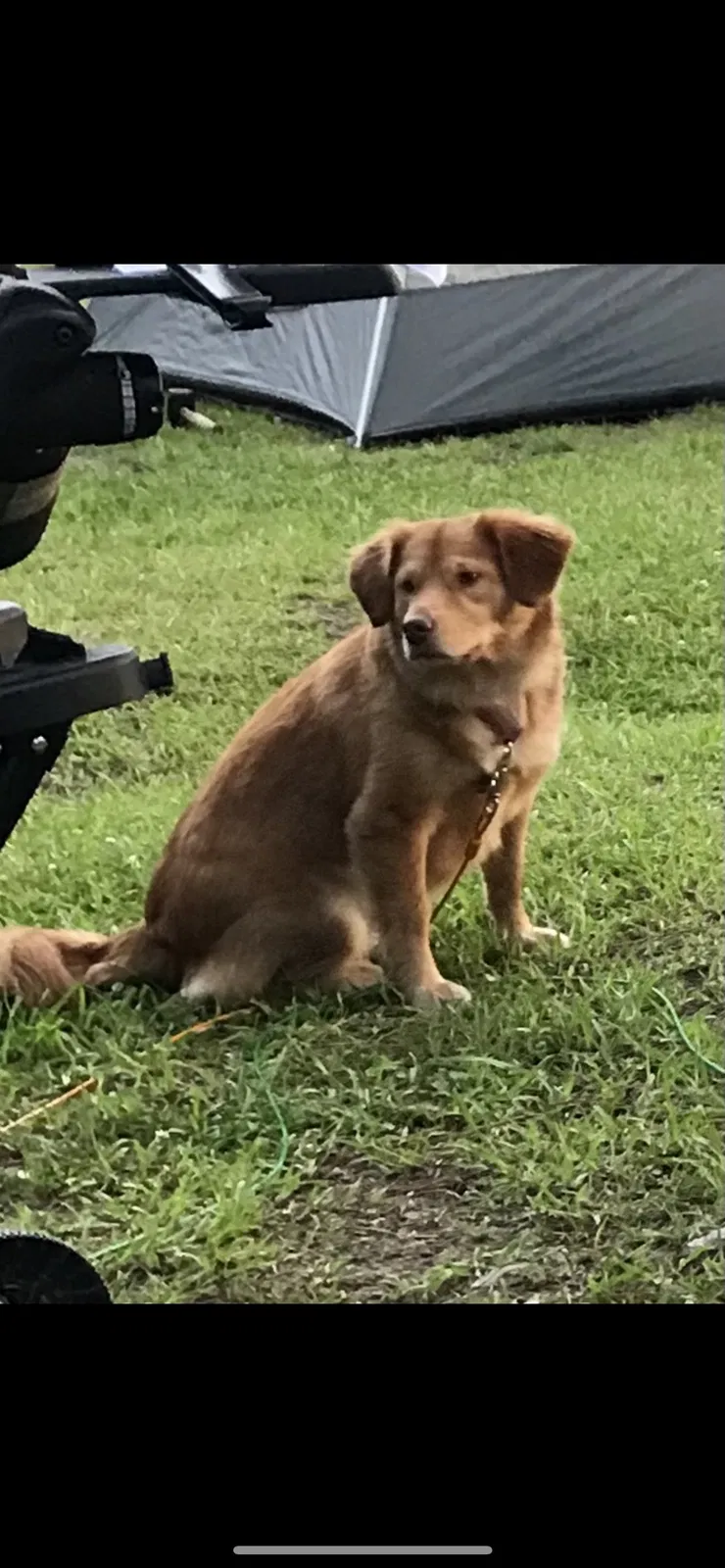 Lost dog in Chesapeake, VA, 23320