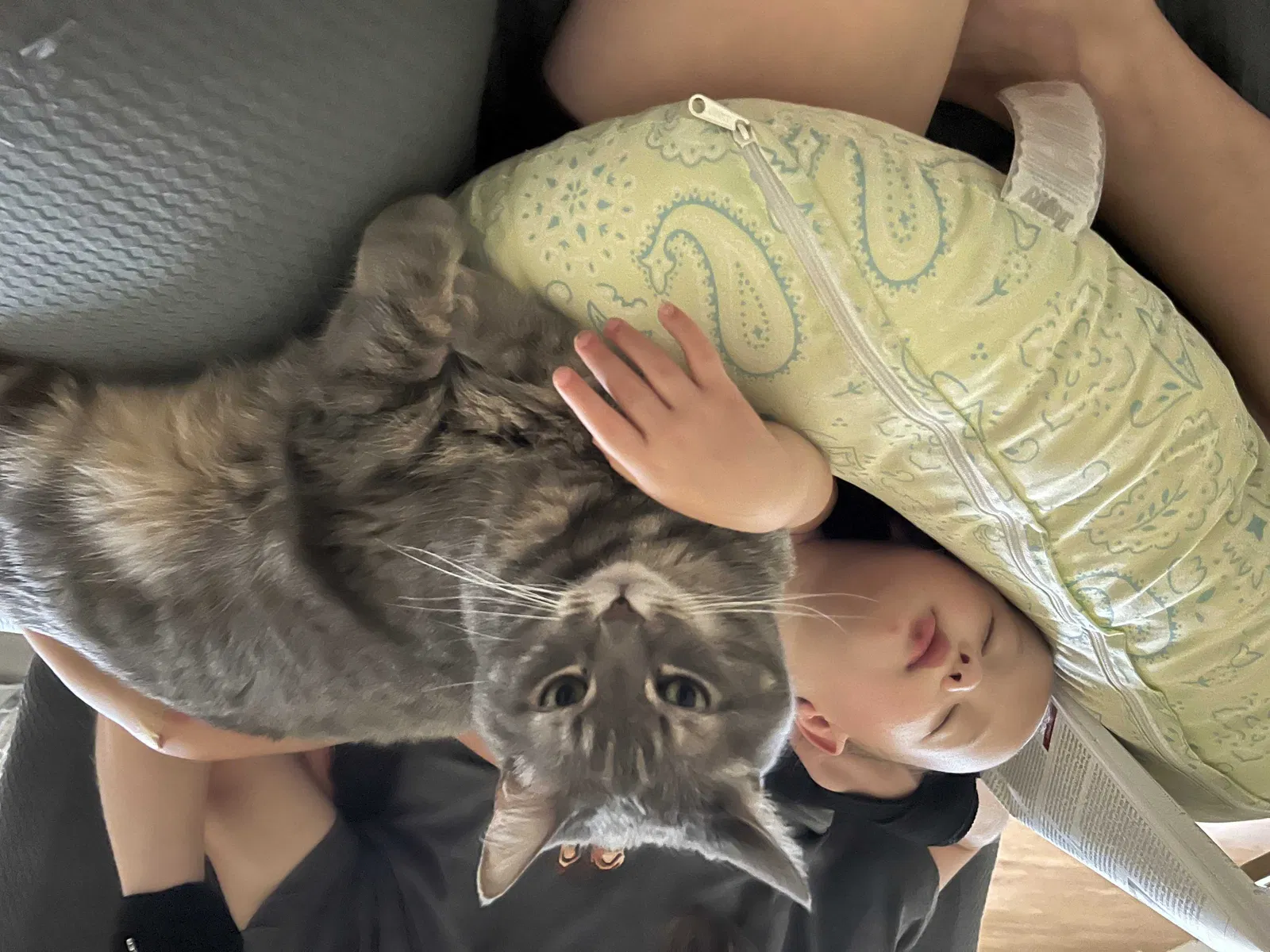 Lost cat in Chesterton, IN, 46304