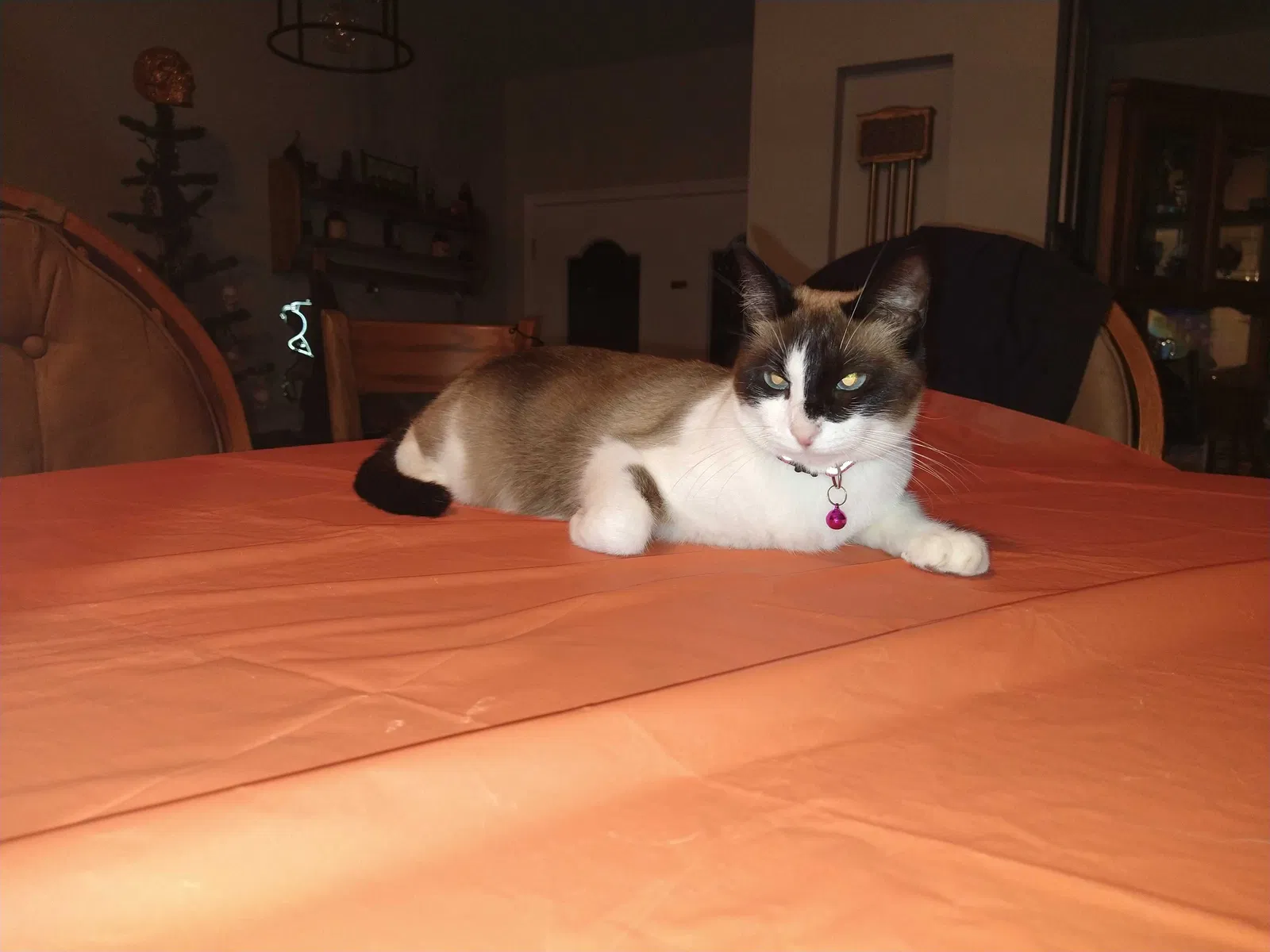 Lost cat in Buffalo, NY, 14221