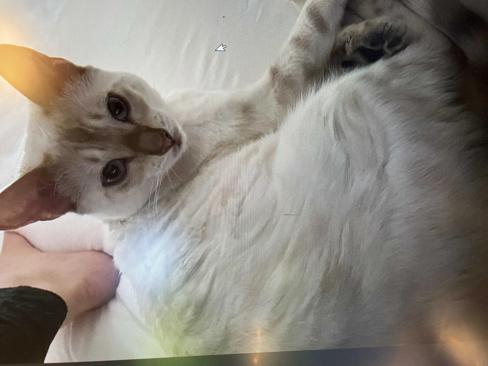 Lost cat in Darien, IL, 60561