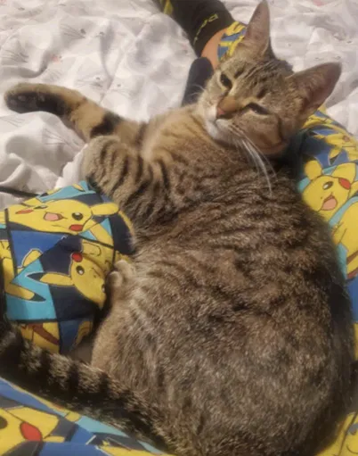 Lost cat in Corona, CA, 92879