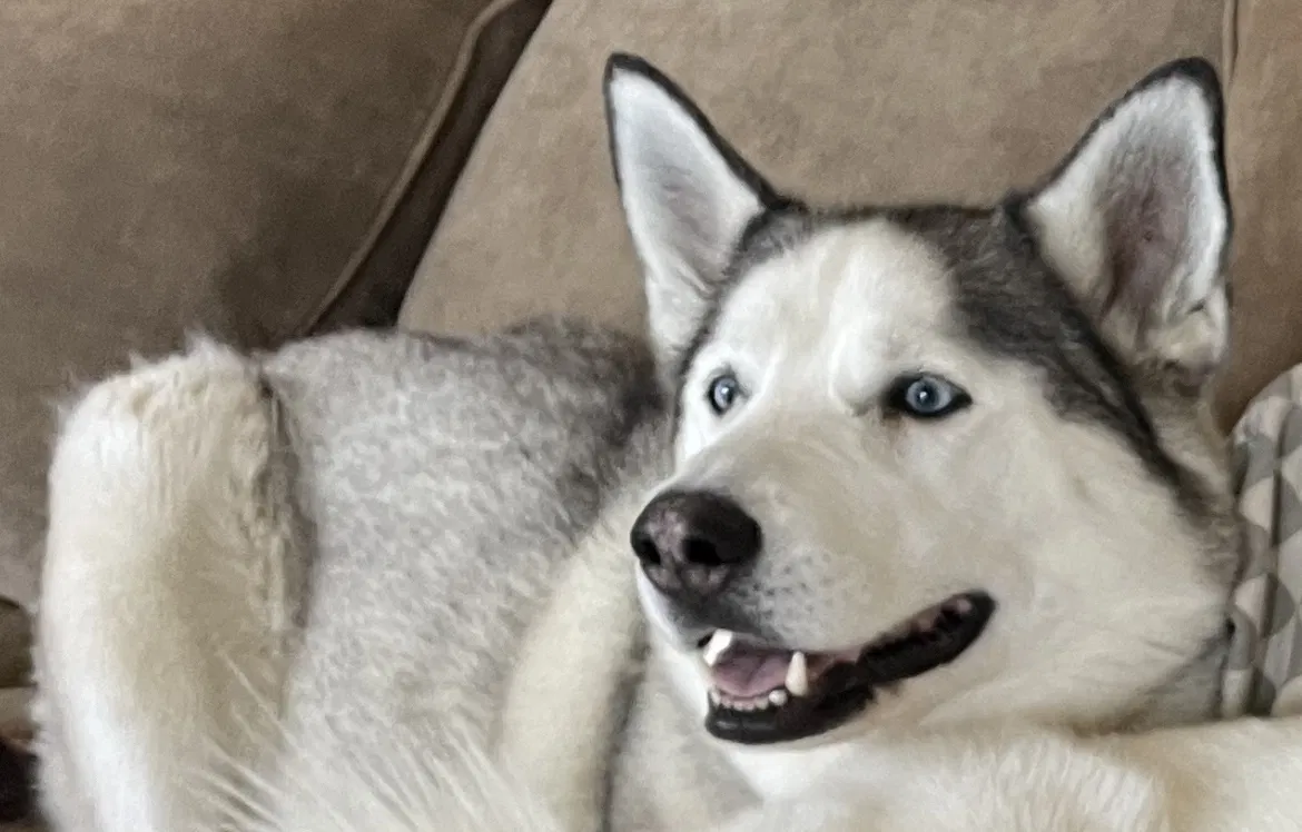 Lost dog in Mount Juliet, TN, 37122