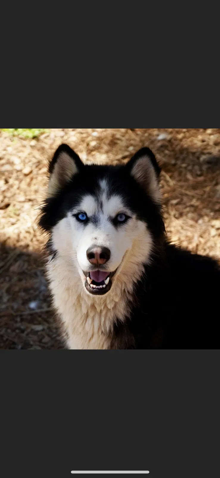 Lost dog in Chelsea, AL, 35043