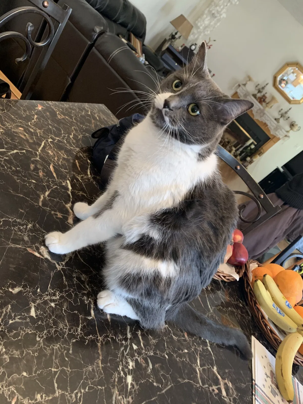 Lost cat in Fort Washington, MD, 20744