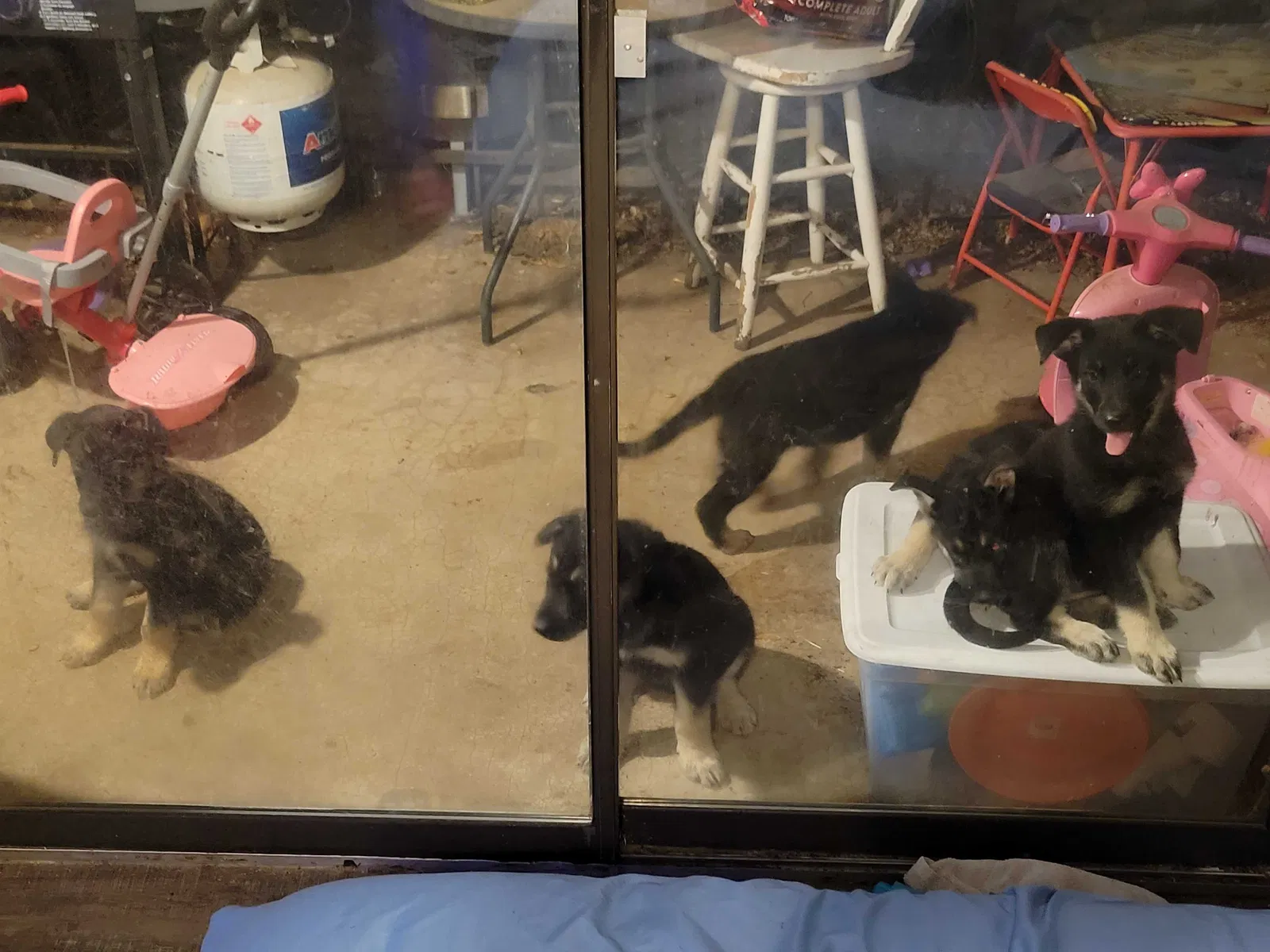 Lost dog in Bethany, OK, 73008