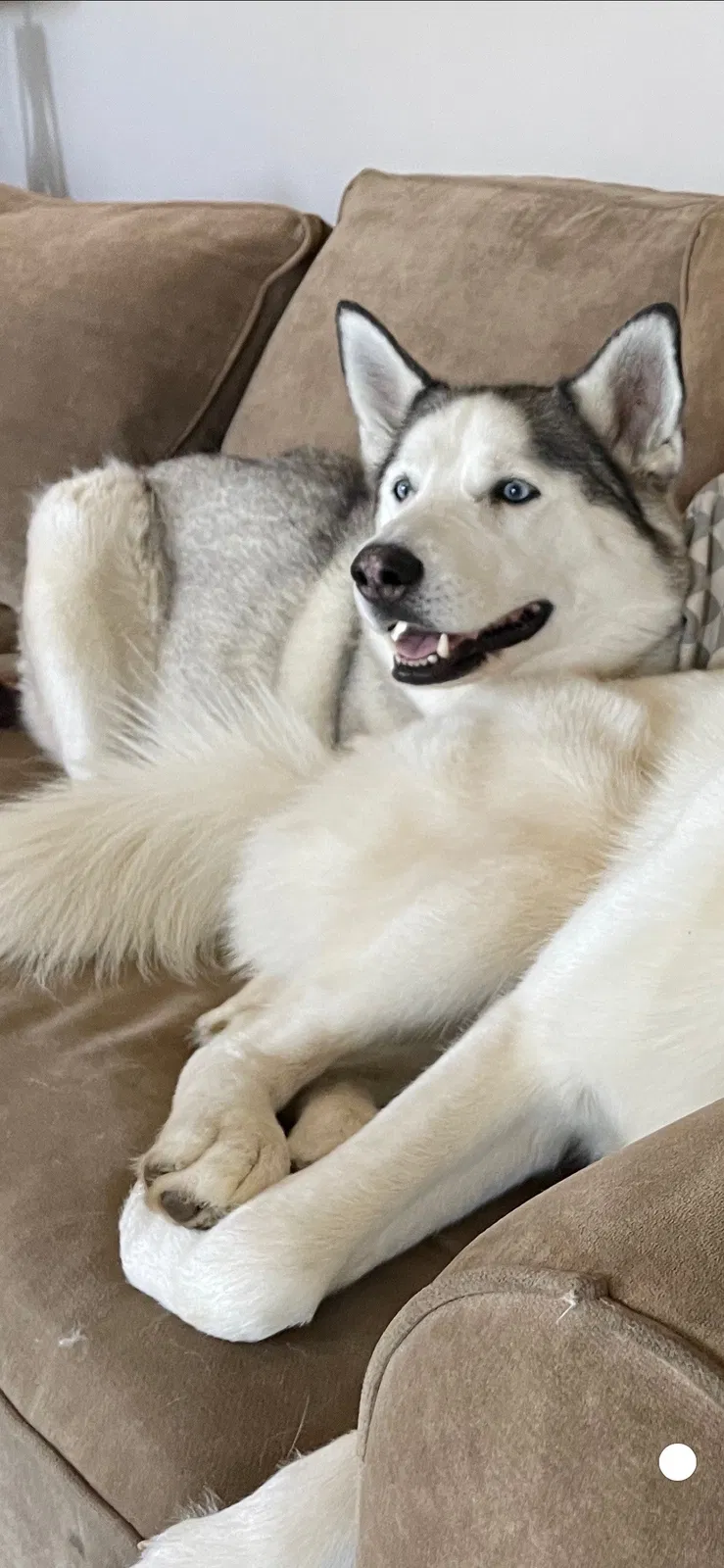 Lost dog in Mount Juliet, TN, 37122