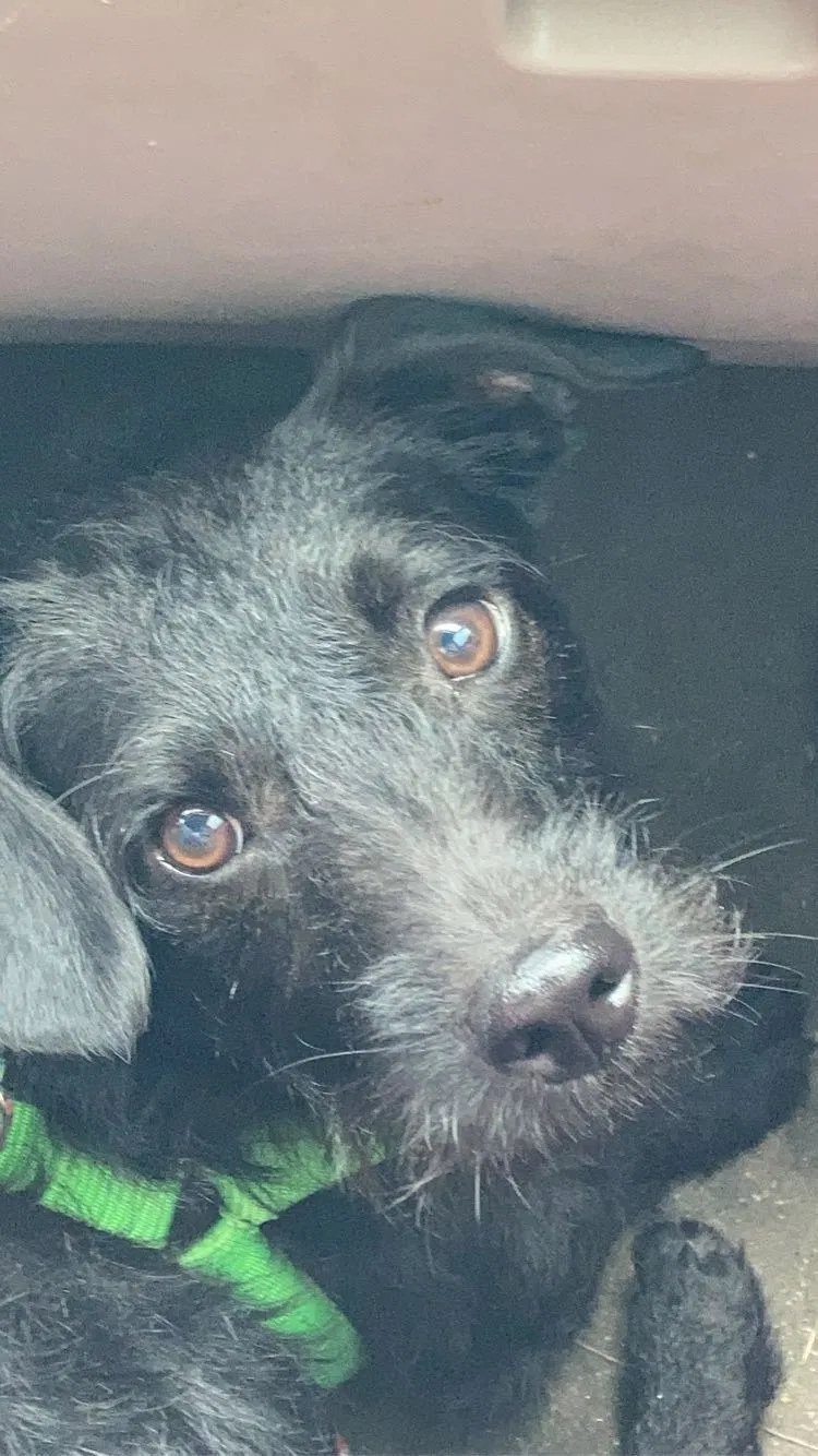 Lost dog in Corpus Christi, TX, 78412
