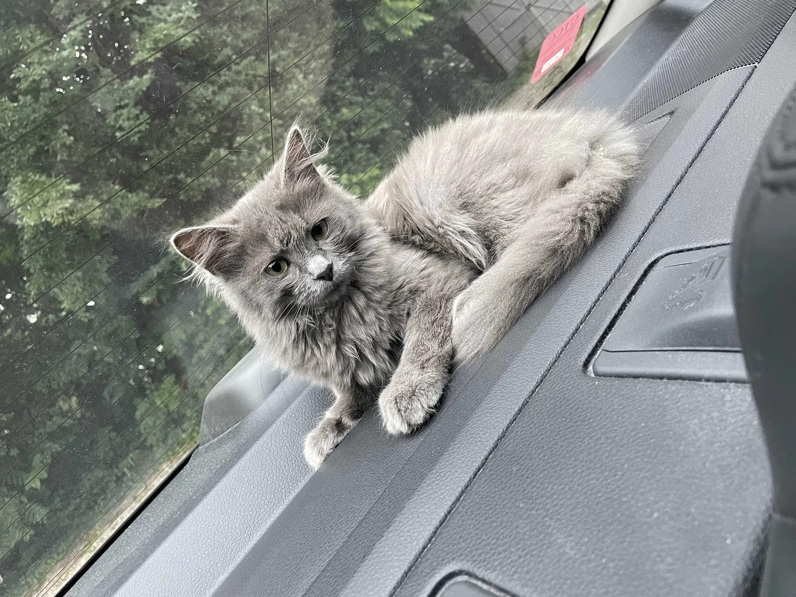 Lost cat in Greensboro, NC, 27403