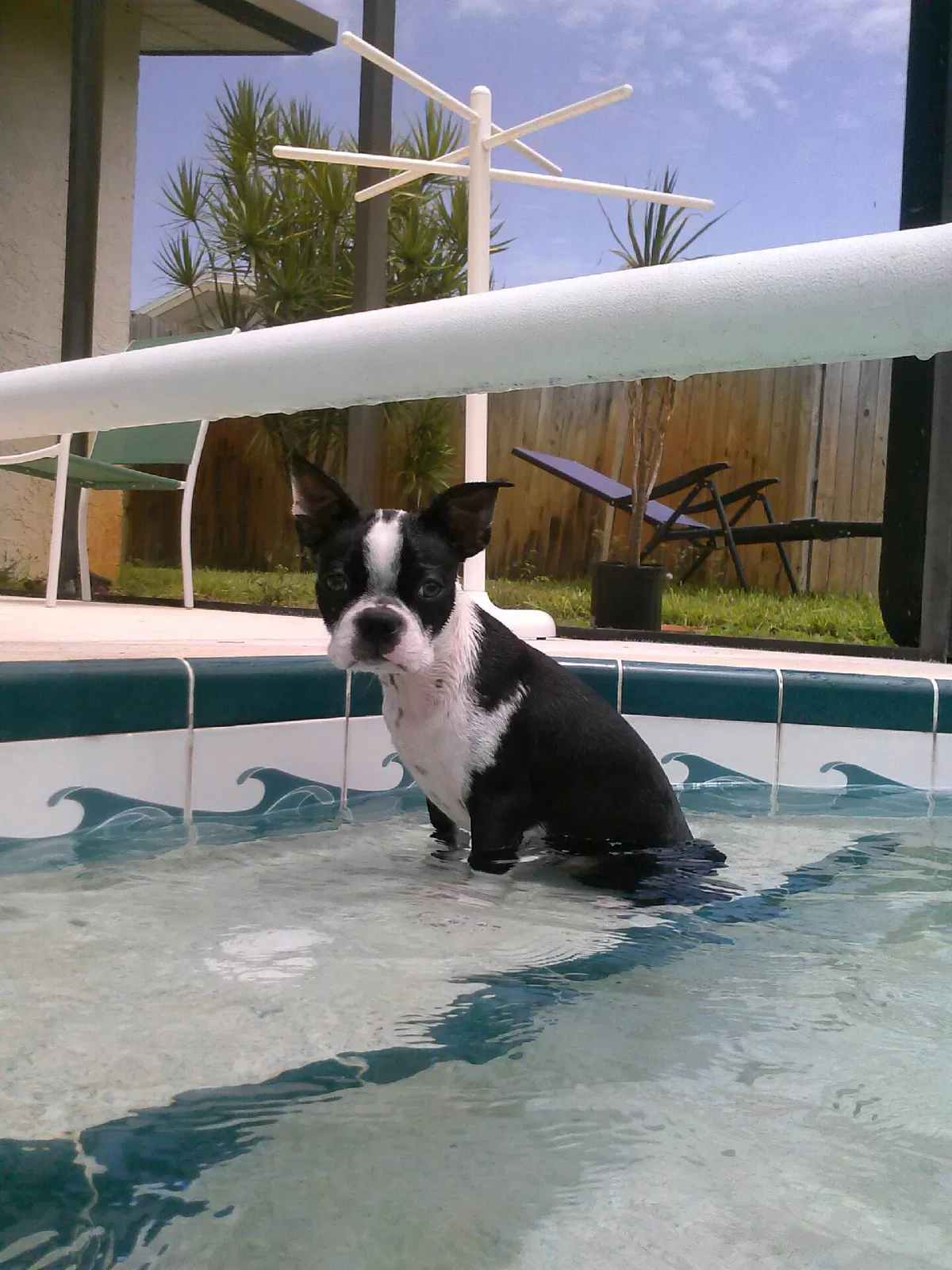 Lost dog in Stuart, FL, 34997