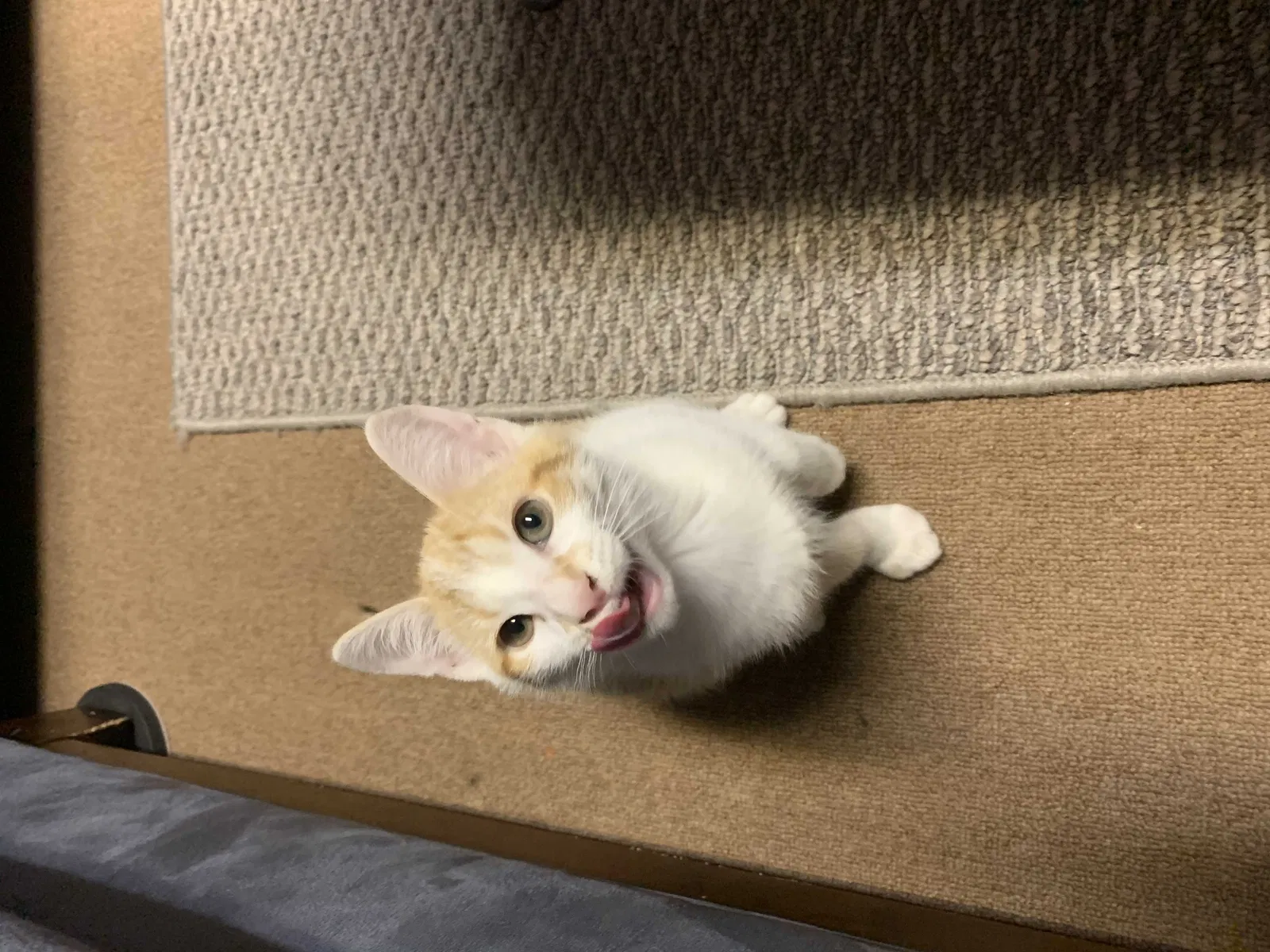 Lost cat in Concord, NC, 28025