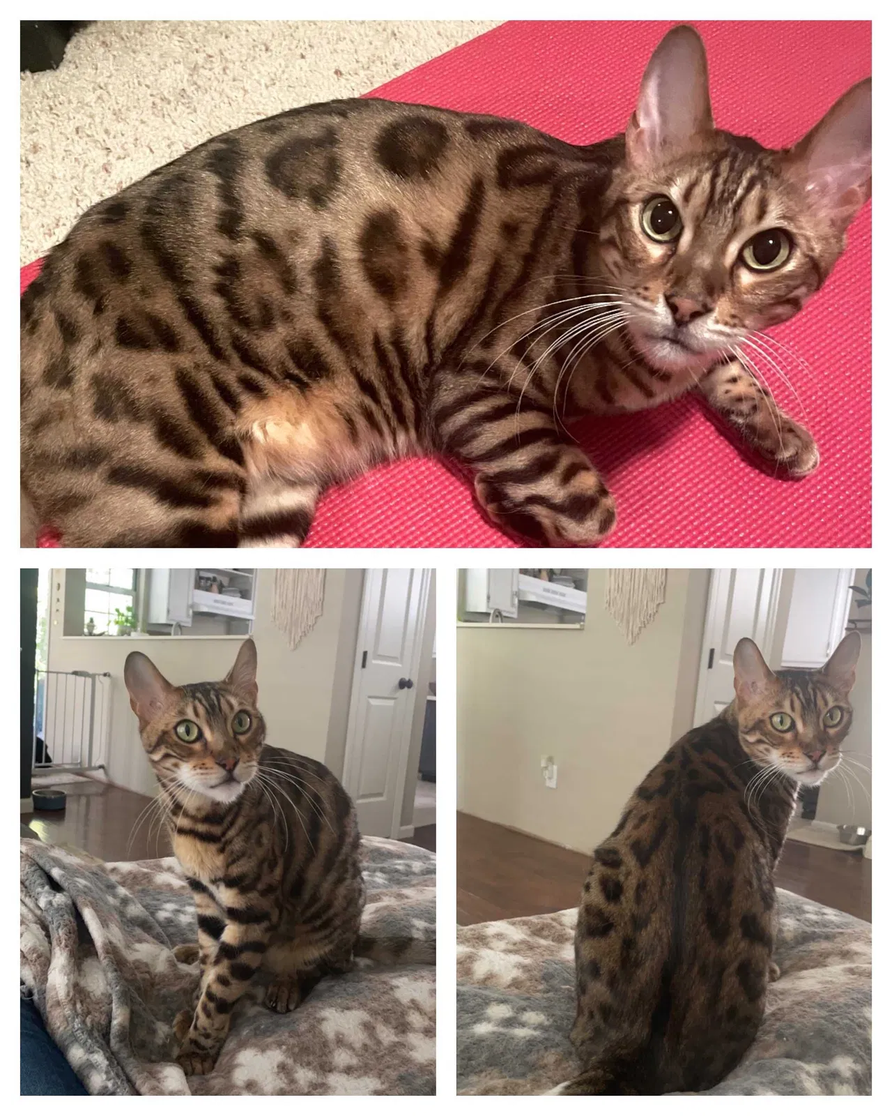 Lost cat in Lexington, KY, 40509