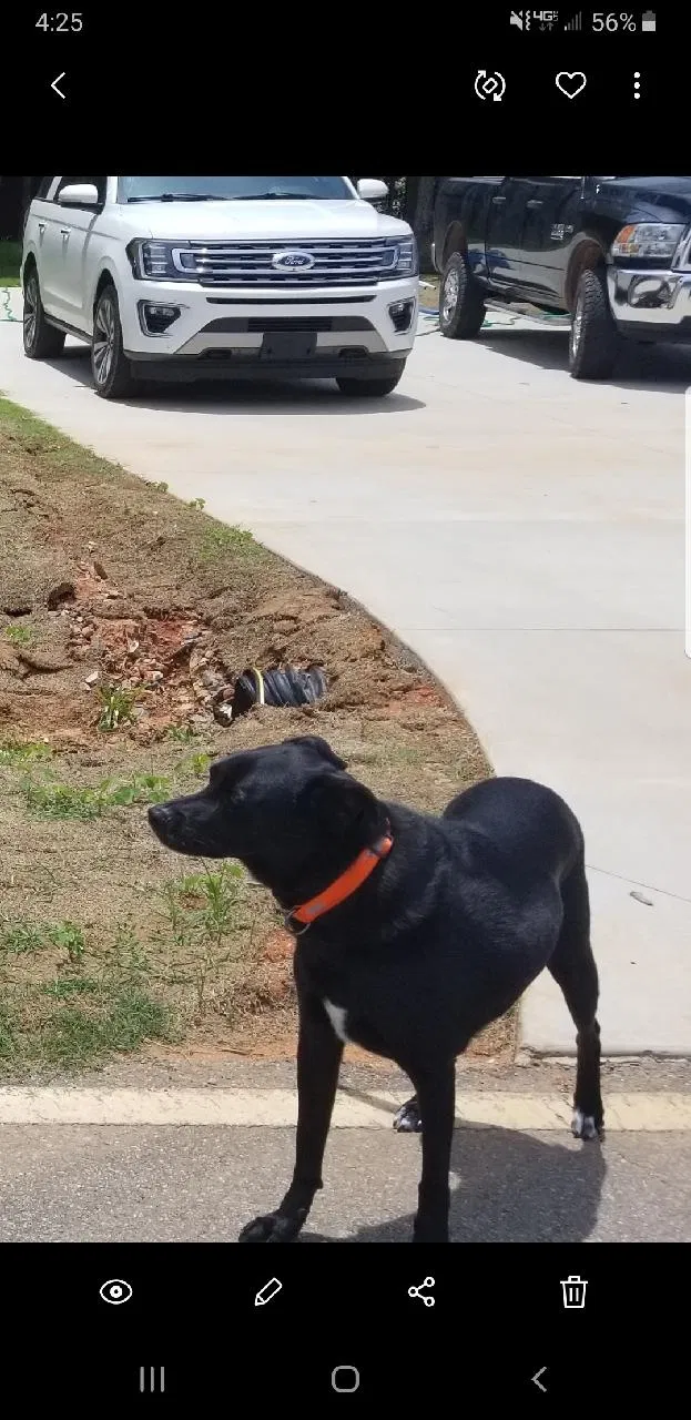 Lost dog in Iva, SC, 29655