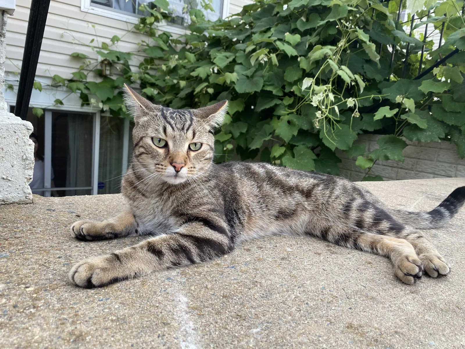 Lost cat in Woodbridge, VA, 22191