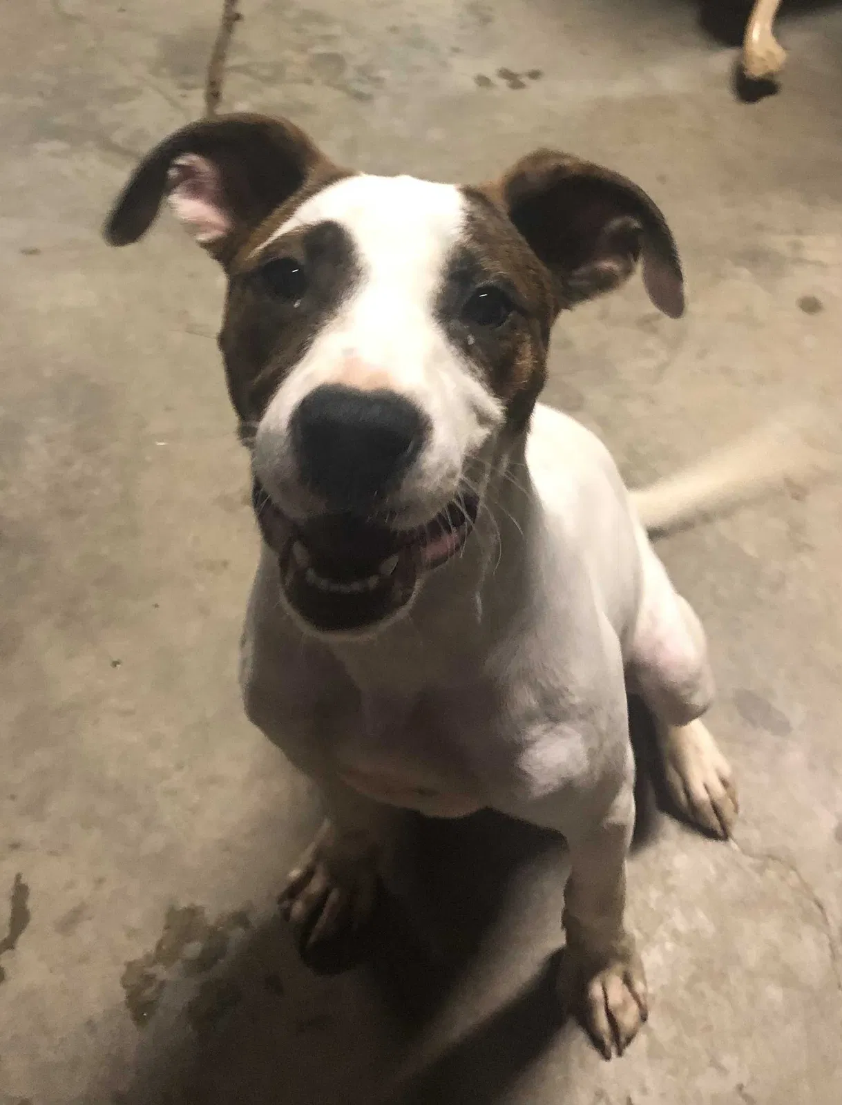 Found dog in Decatur, MI, 49045