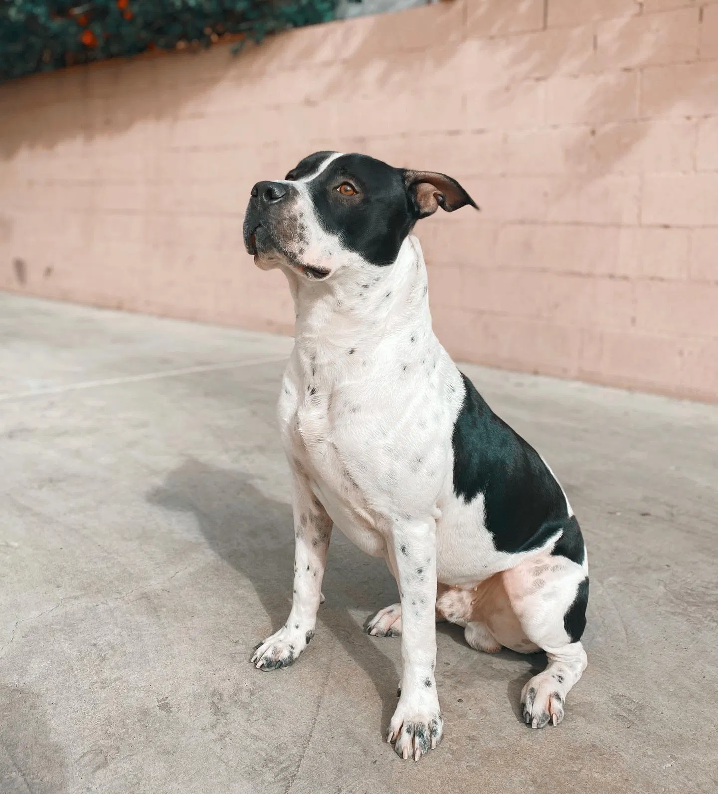 Lost dog in Los Angeles, CA, 90044