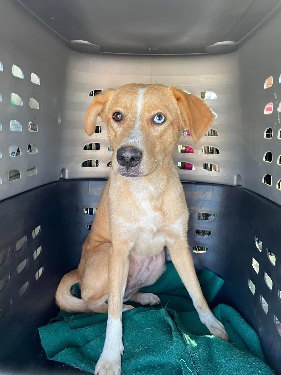 Lost dog in Manhattan, KS, 66502