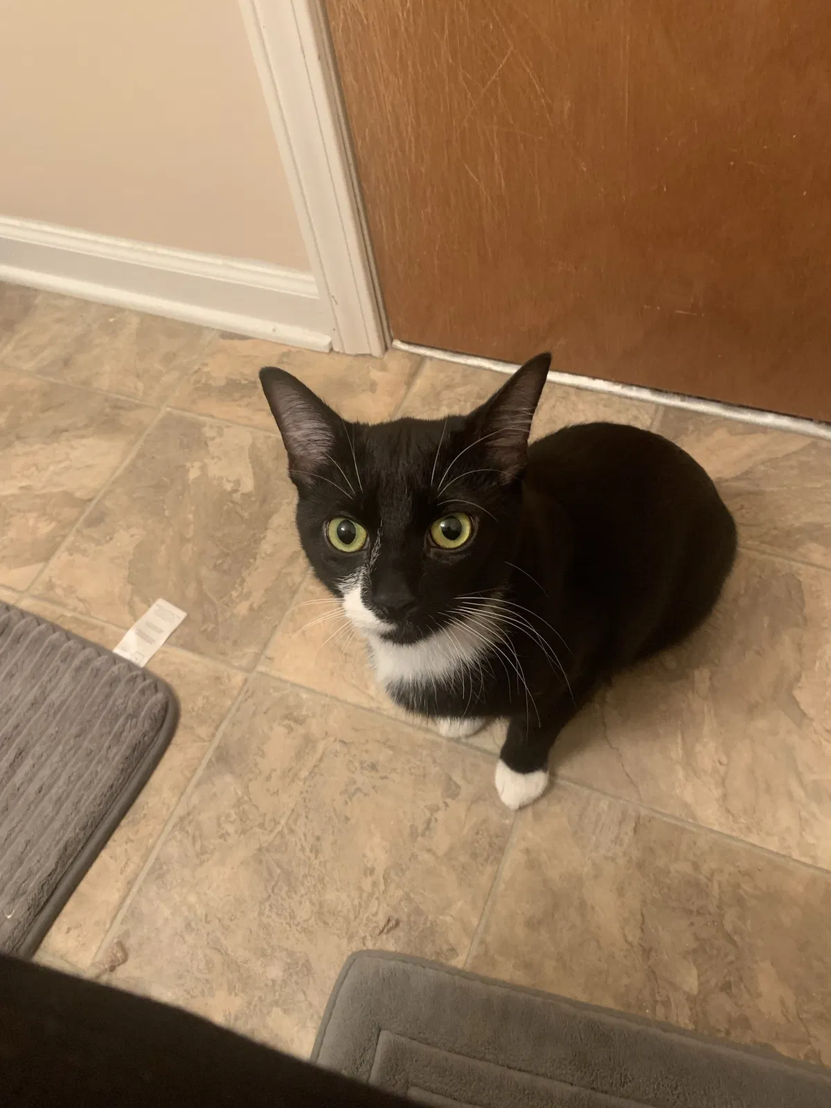Lost cat in Fayetteville, NC, 28306