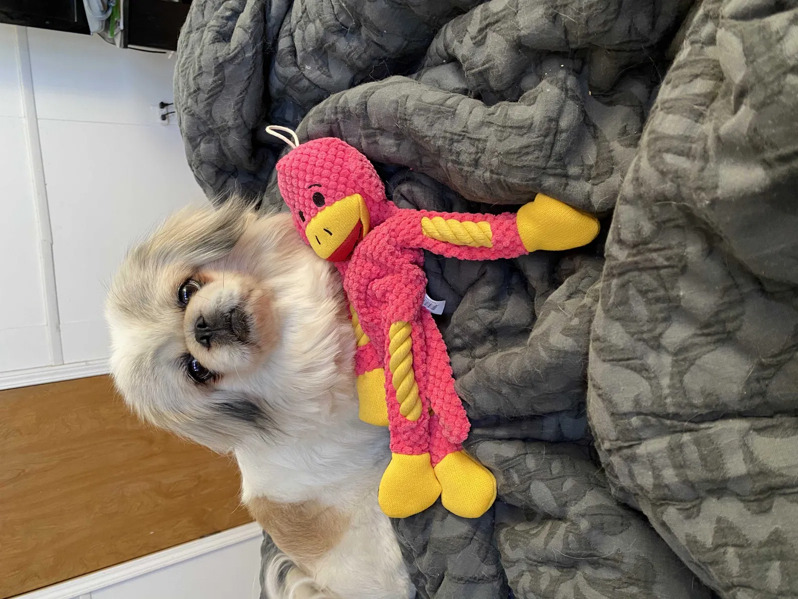 Lost dog in Edgewood, NM, 87015
