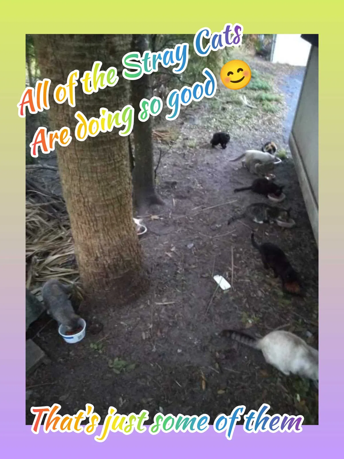 Lost cat in Daytona Beach, FL, 32117