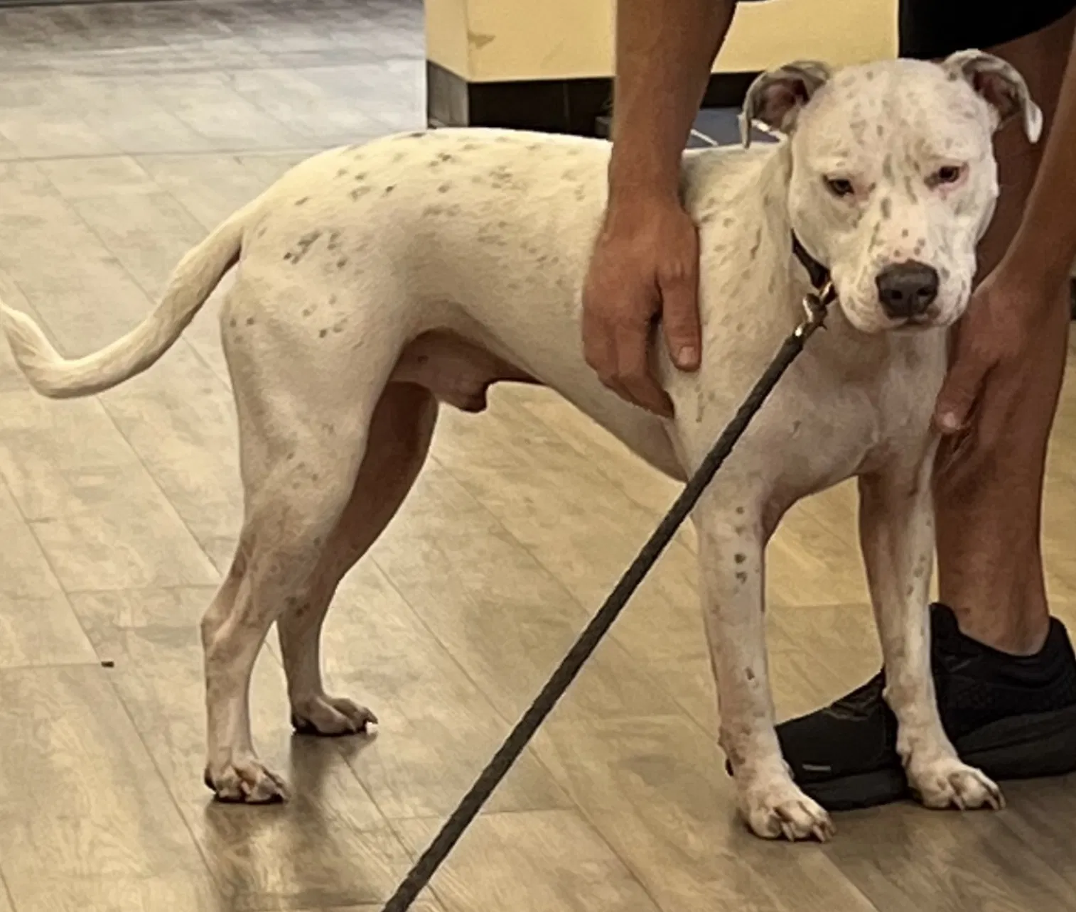 Lost dog in Jacksonville, FL, 32205
